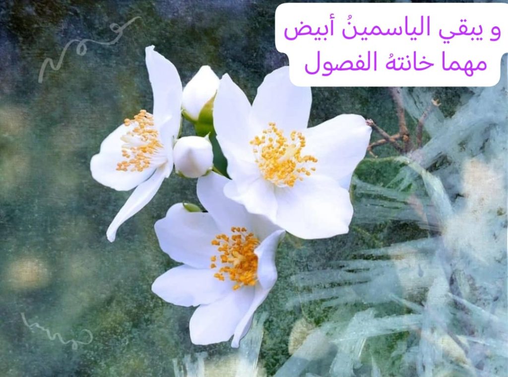 ست یاسمین