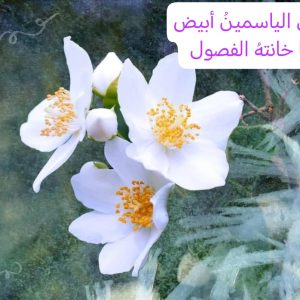 ست یاسمین